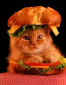 Kitten-sandwich.jpg
