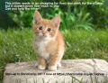 Barncamp-kitten.jpg